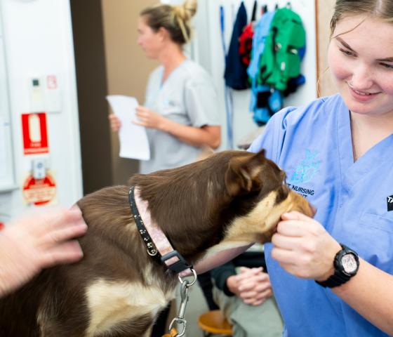Animal Care Dogs Cats