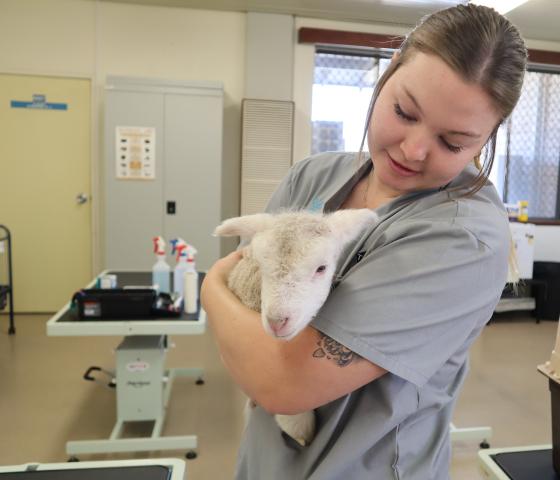 Animal Care Dogs Cats