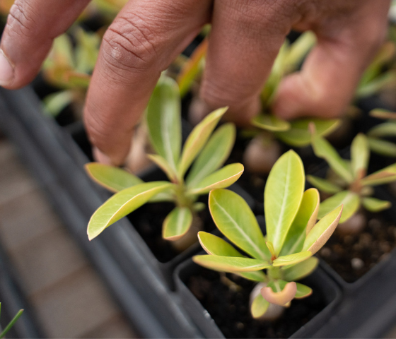 Horticulture plants