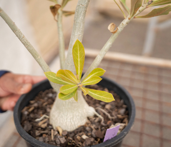 Horticulture plants