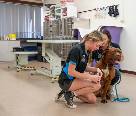 Two students with a dog in a vet clinic
