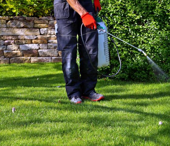 spraying pesticide with portable sprayer to eradicate garden weeds in the lawn. weedicide spray on the weeds in the garden. Pesticide use is hazardous to health. Weed control concept. weed killer