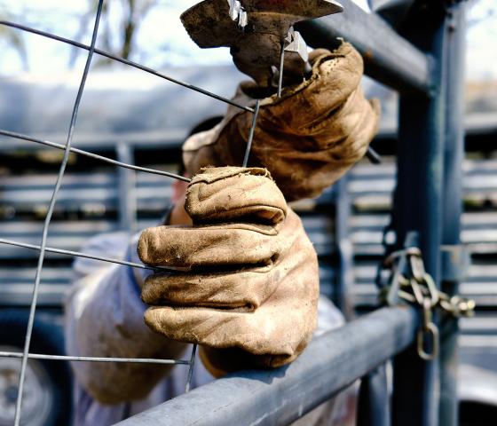 Close up of work gloves on hands of person fencing on the farm