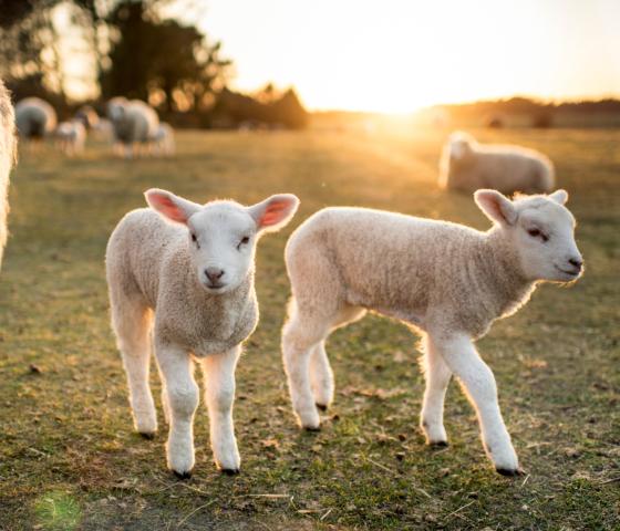 Livestock management course image