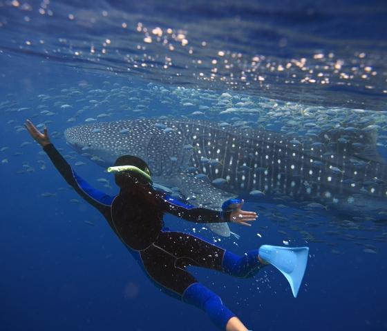 Exmouth Tourism whale shark